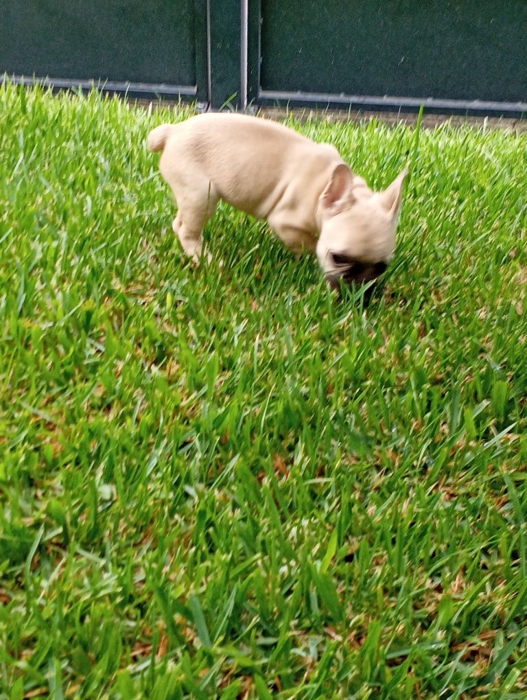Bulldog Francês fêmea disponível