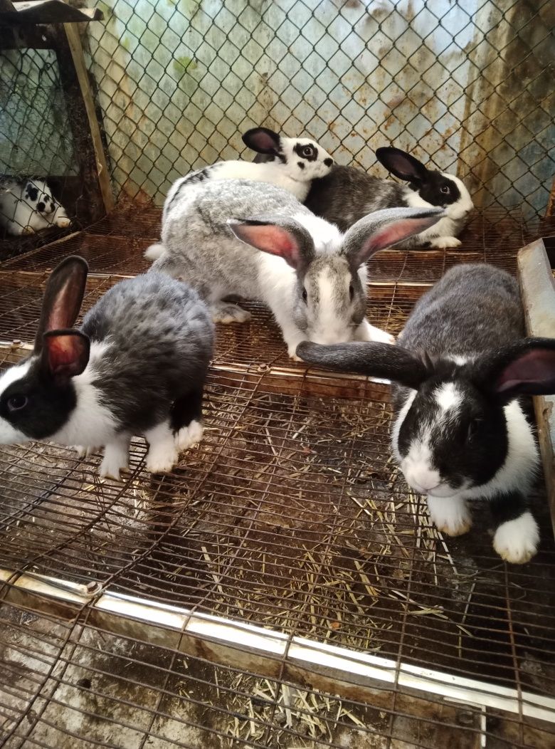 Vendo coelhos e galinhas
