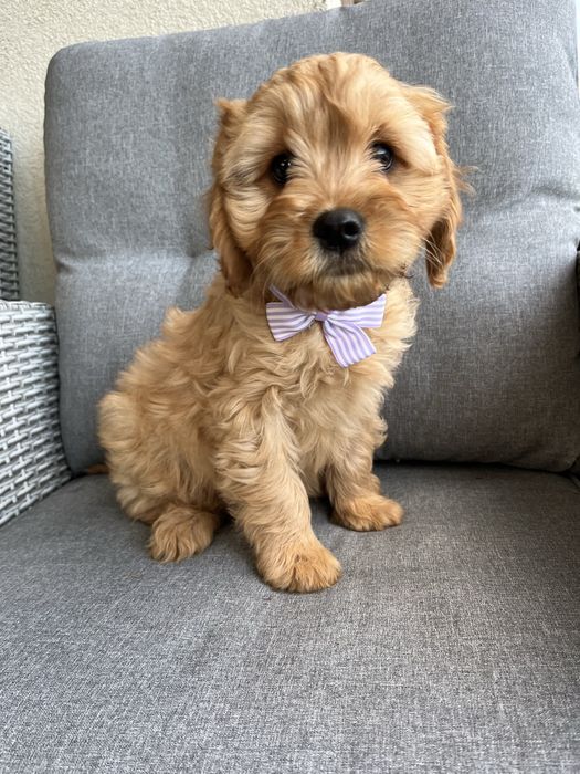 Piękny piesek cavapoo gotowy do odbioru