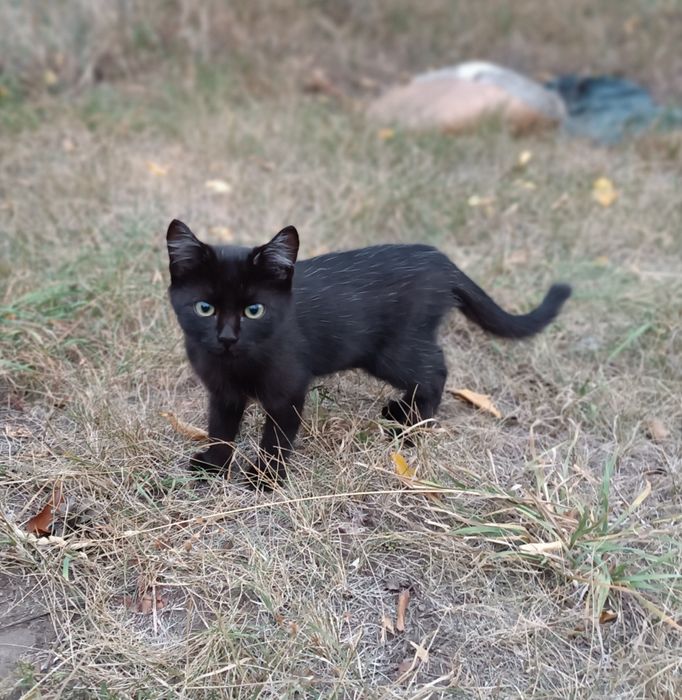 Кошеня шукає сім'ю