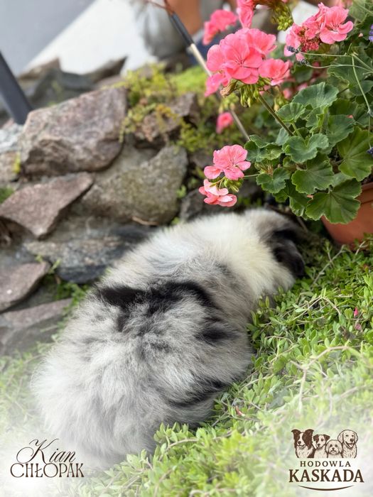 Piesek Border Collie o unikatowym umaszczeniu