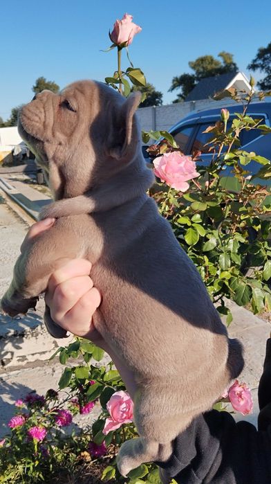 Цуценя французький бульдог дівчинка