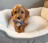 Prześliczny piesek Maltipoo