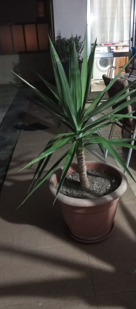 Palmeira   yucca
