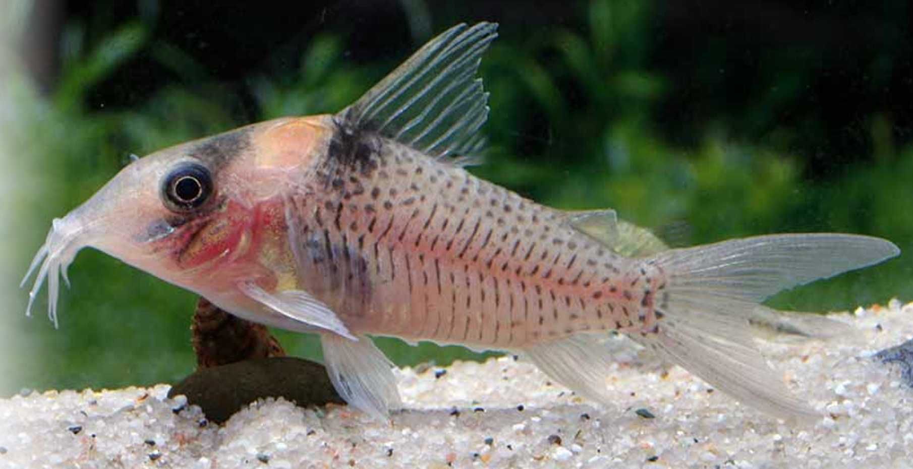 Kirysek siodłaty - Corydoras amandajanea - Kirys - dowóz, wysyłka