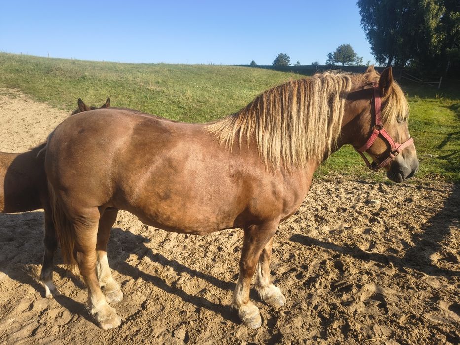 Klacz zimnokrwista ze źrebakiem