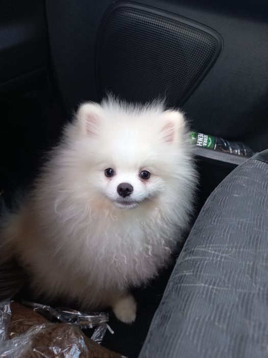 Spitz alemao anao/ lulu da Pomerânia