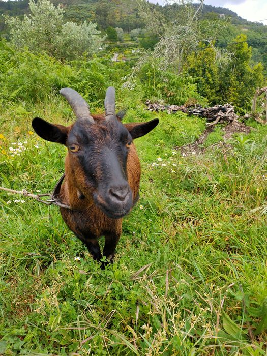 Cabras anãs (macho e fêmea)