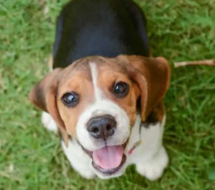 Petsitting Lisboa e arredores – cuido com amor do seu animal