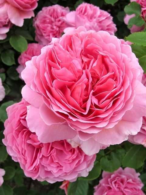 Саджанці кореневласних роз троянд англійських чайно гібридні спреї