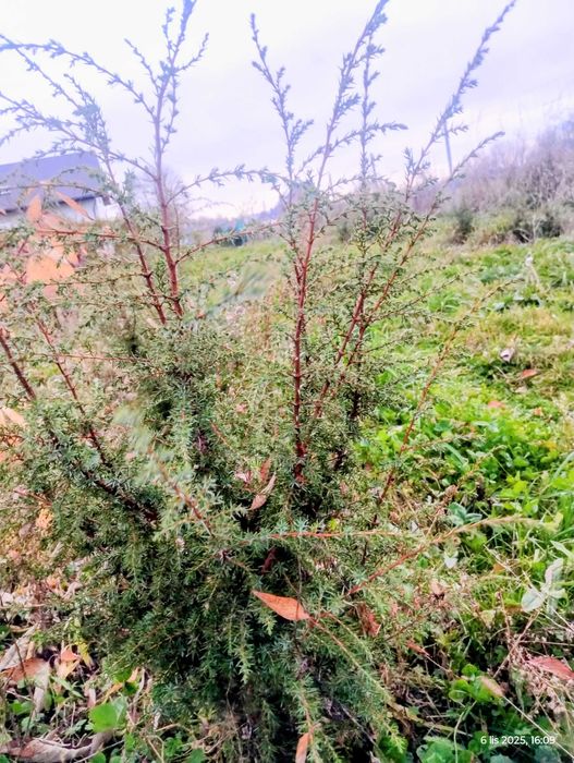 Sadzonki jałowca, kopane z gruntu, gotowe na zywoplot