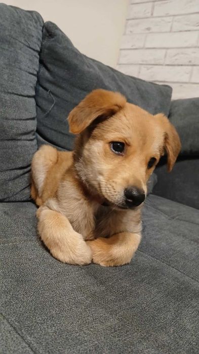 SKY - słodka sunia do adopcji , 4 miesiące