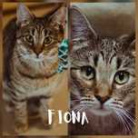 Fiona - szuka swego księcia z bajki