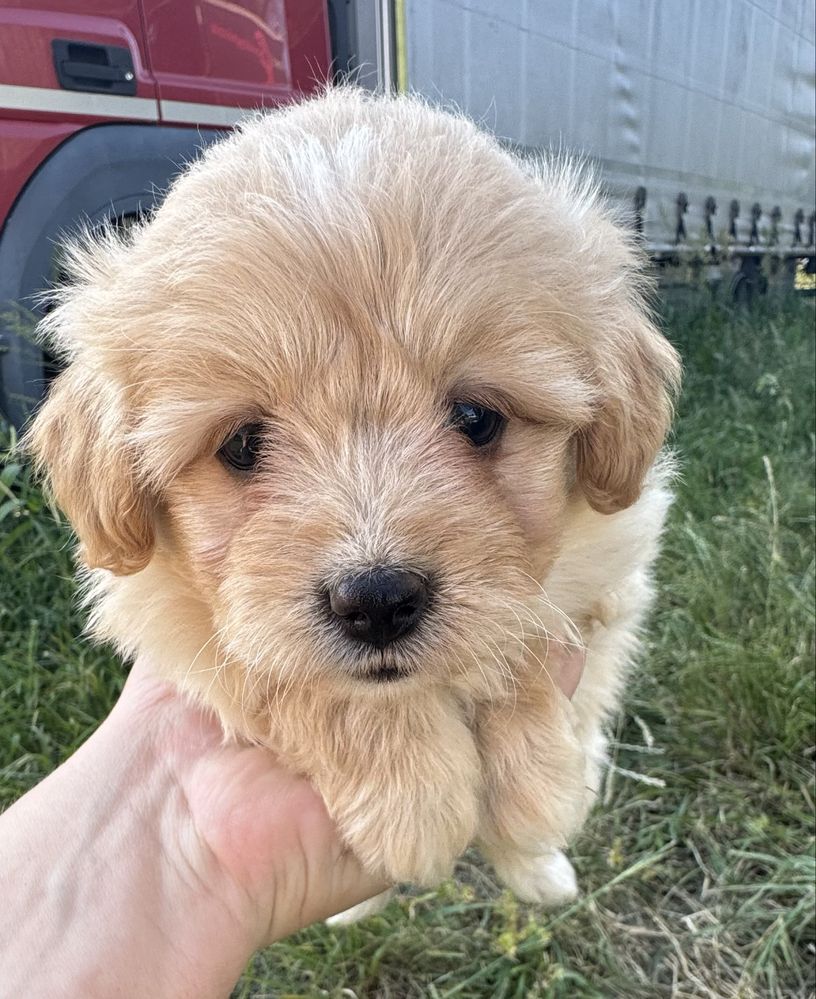 Pomapoo pudel miniaturowy pomeranian