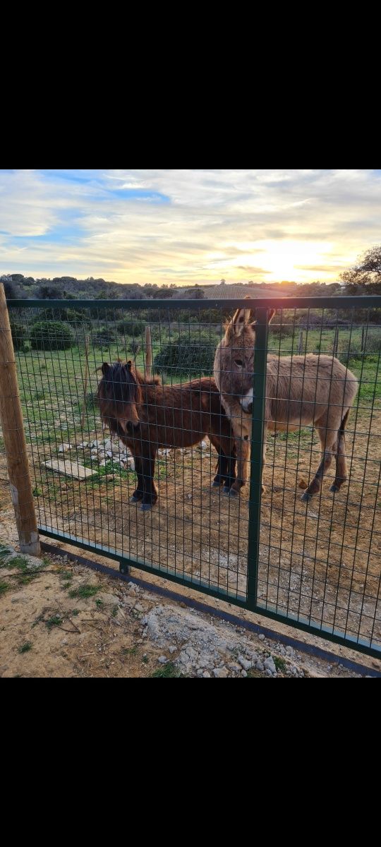 Um pónei e um burro, ambos saudáveis,  uma manjedoura, um bebedouro...