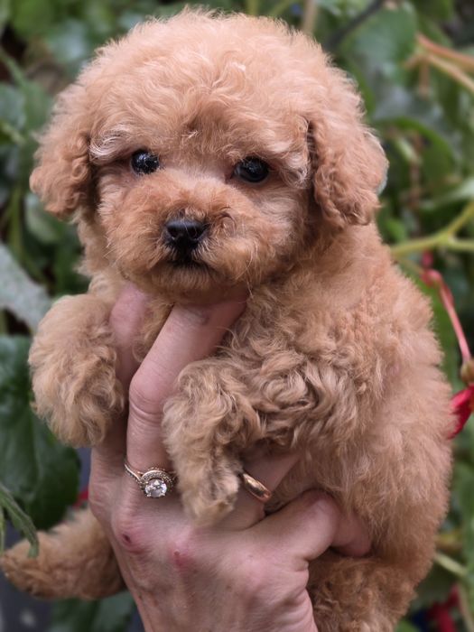 Pudel toy urocza suczka