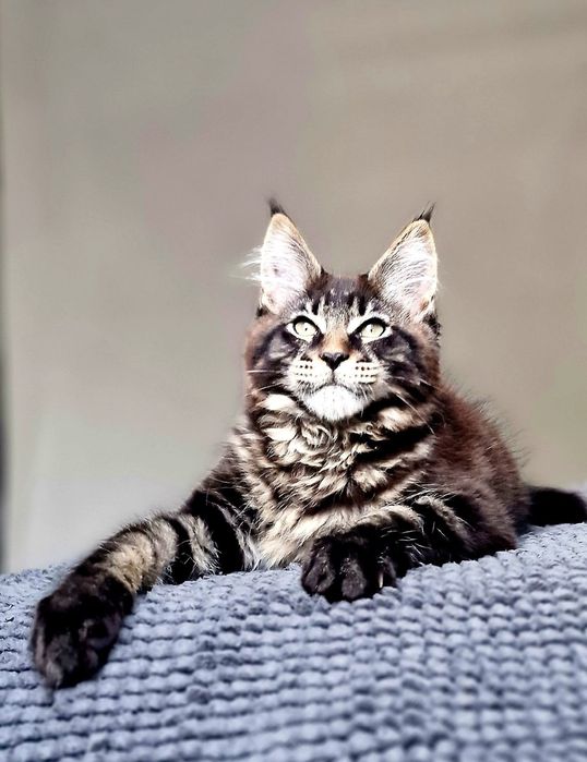 Maine coon piękny kocurek klasycznie pręgowany