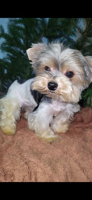 Бівер-йорк. Дівчинка. Міні.