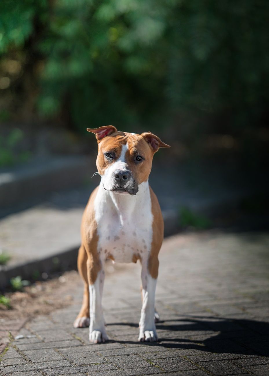 Amstaff samiec ZKwP/FCI 'na kolanka'