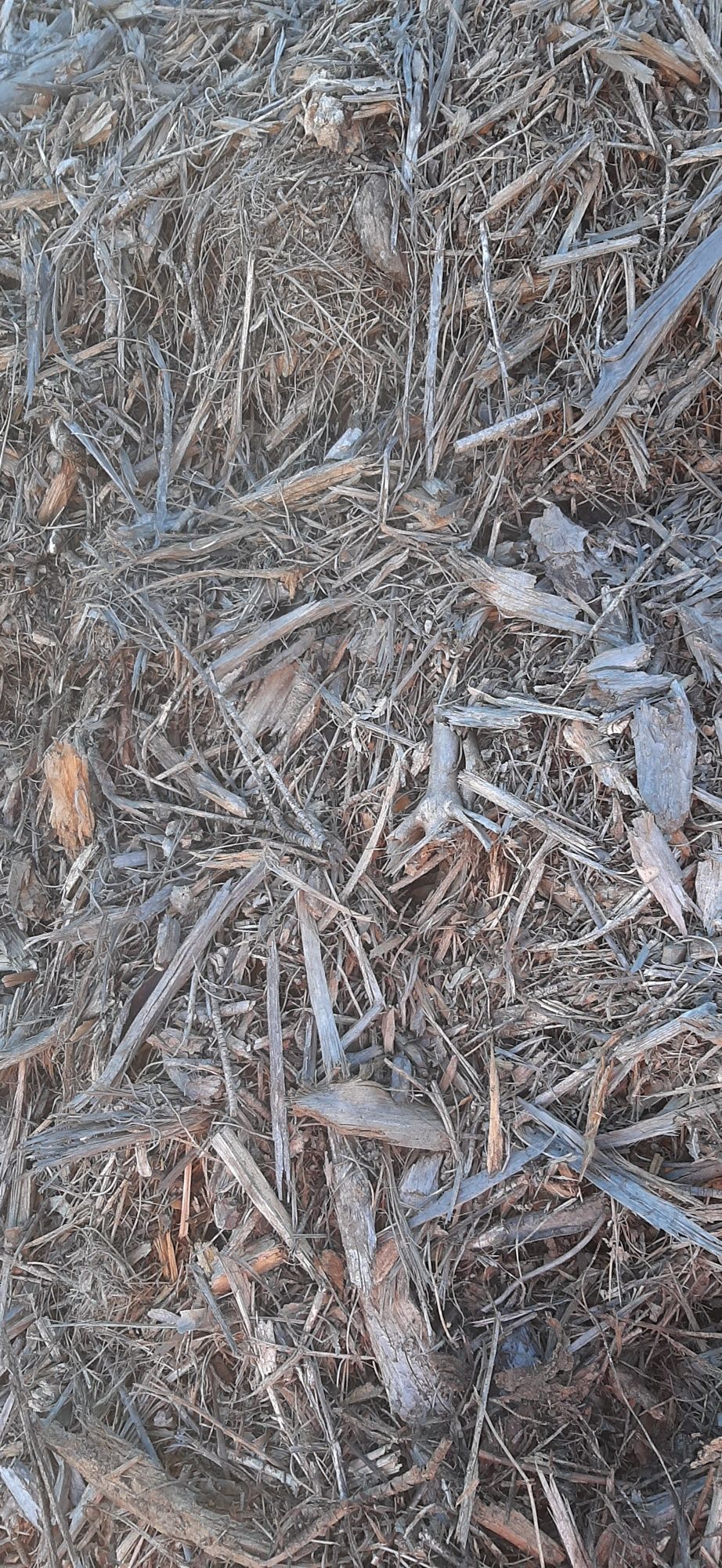 Biomassa / estilha