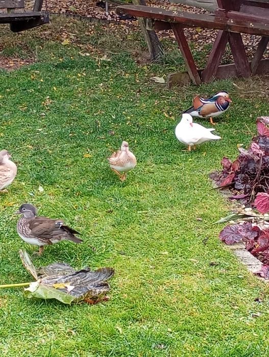 Kaczki kaczorki mandarynki