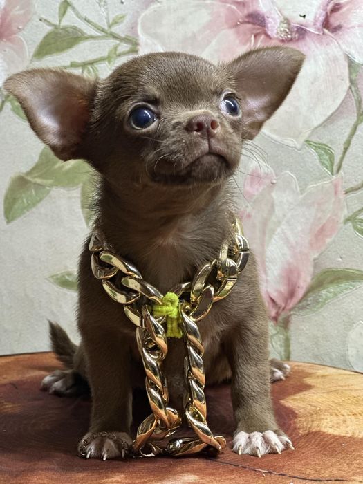 Настоящая шоколадная модель чихуа