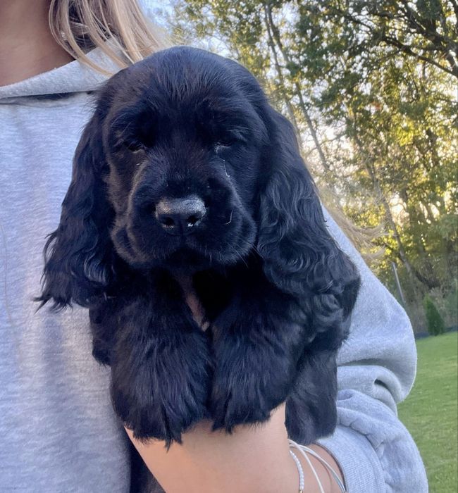 Cocker spaniel angielski