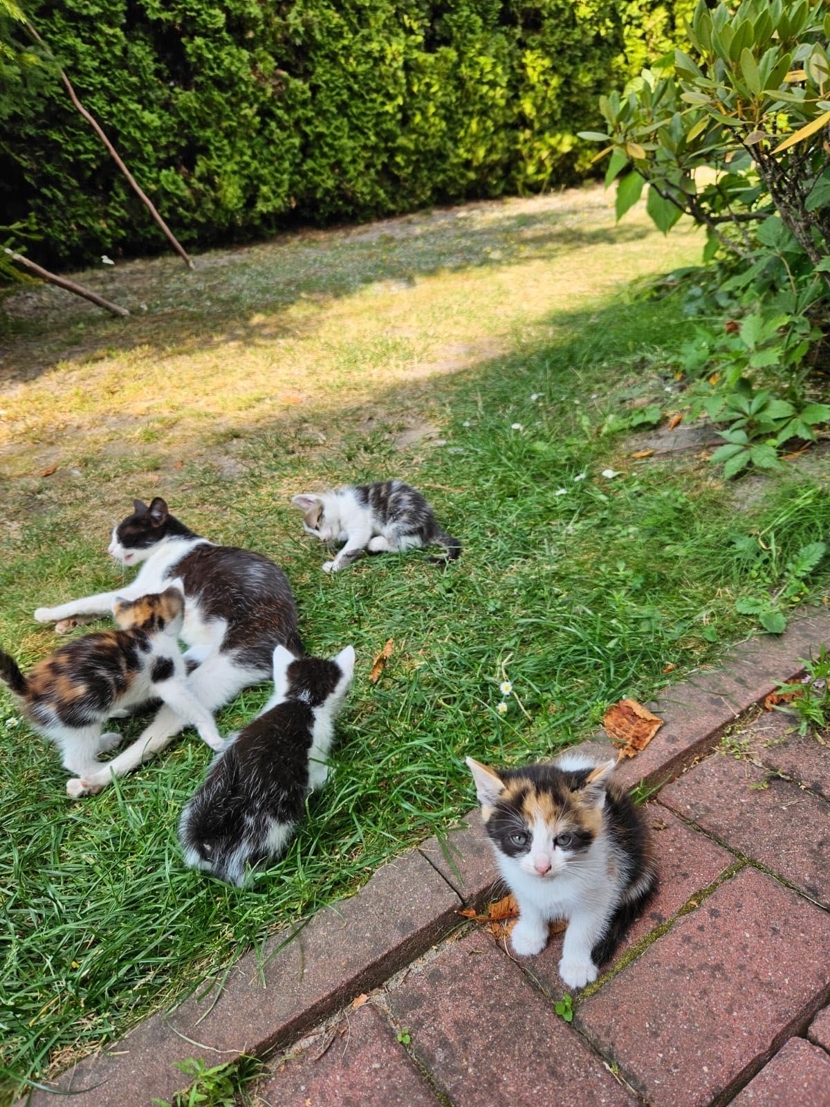 Oddam kotki za darmo