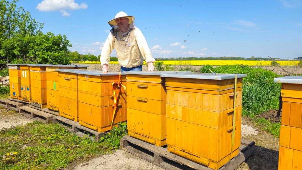 Miód lipowy 1,2 kg zbiór 2025