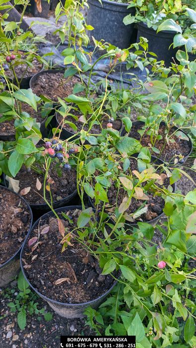 Borówka Amerykańska w odmianach Bluecorp/Bluegold/Chandler - 4 letnia