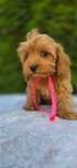 XXS malutka Cavapoo MINI suczka badania wyorawka szkolenia rodowod
