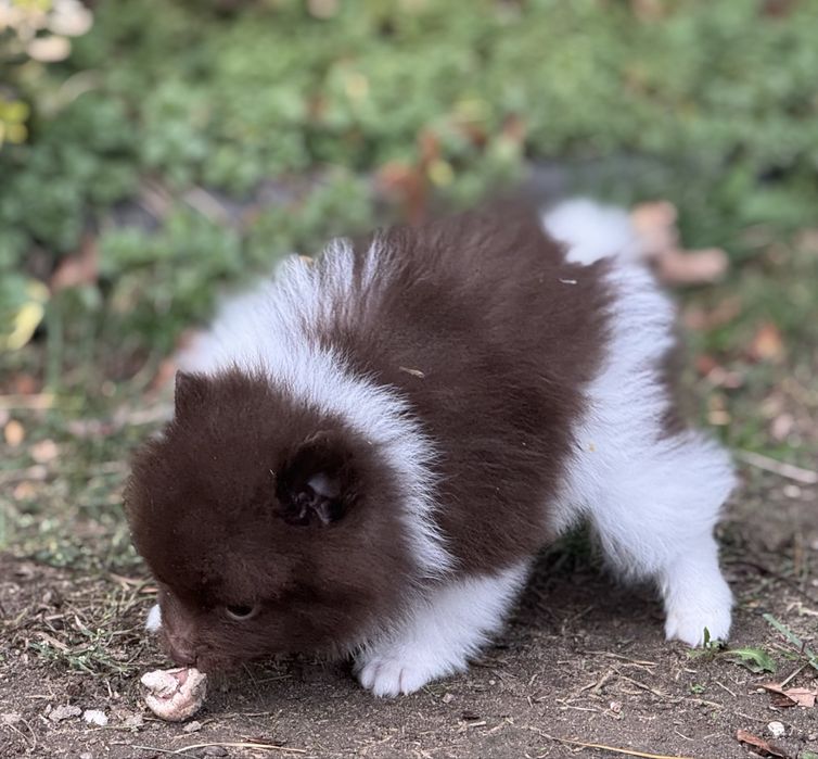 Szpic miniaturowy pomeranian szczeniak z rodowodem czekoladowy