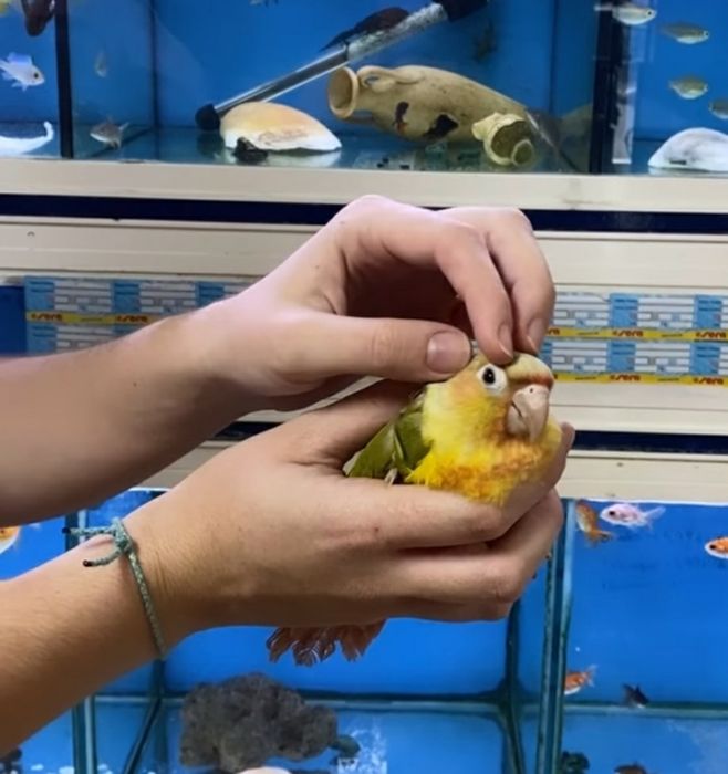 Pyrrhuras demosticados