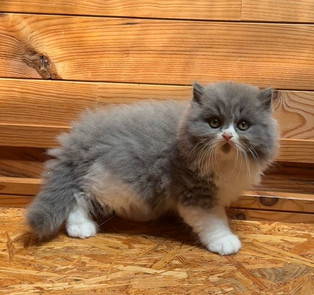 gatinho britânico pelo longo