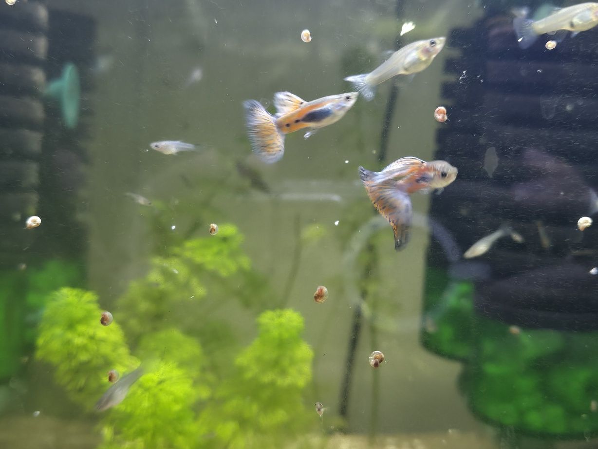 Guppy pink grass