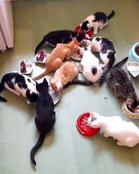 Kociątka do adopcji, koty, kotki szukają swojej rodziny