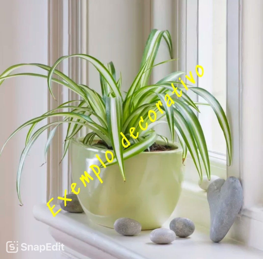 Clorofito (Planta Aranha)