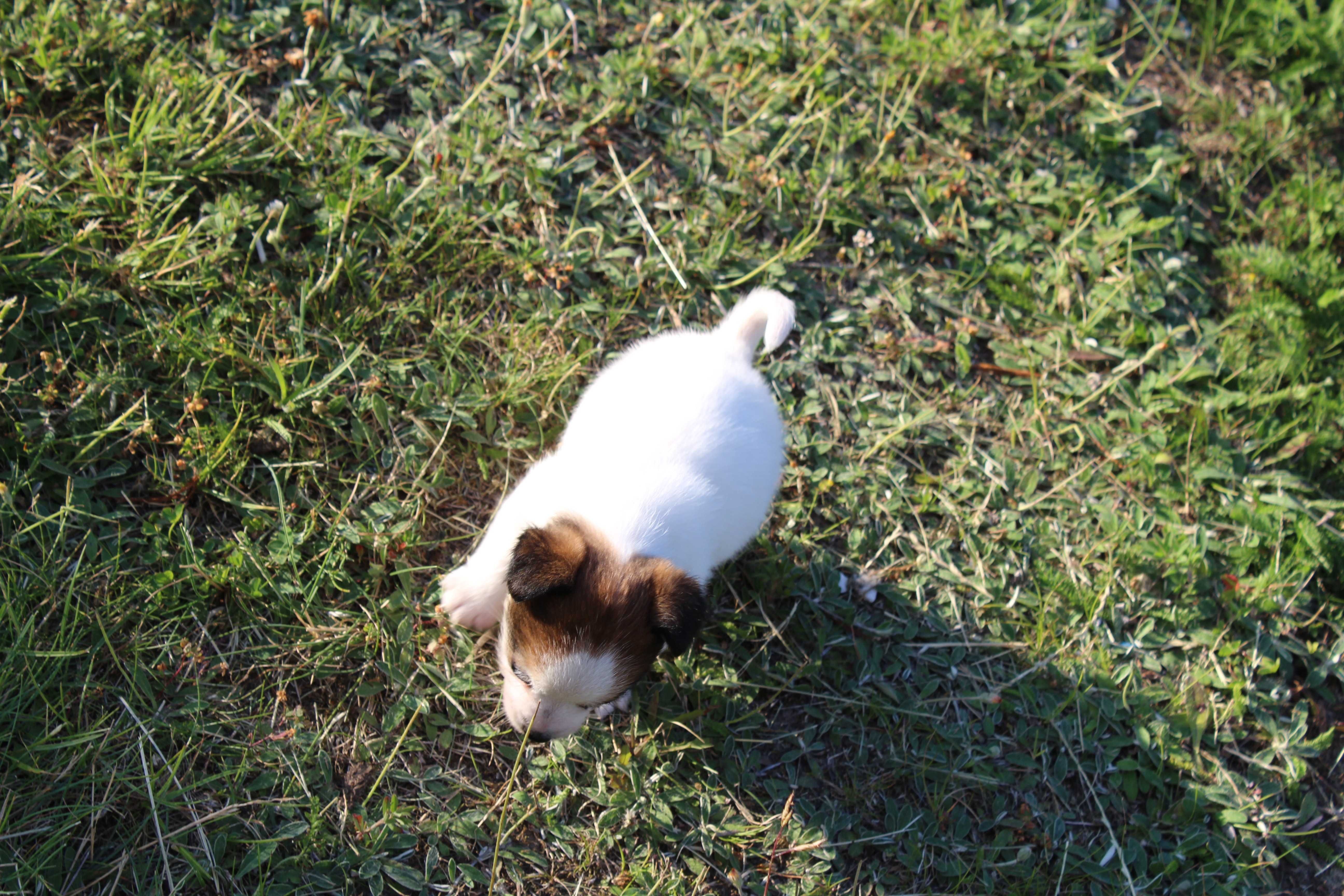 szczeniak Leo piesek Jack Russell Terrier pochodzenie ZKWP FCI