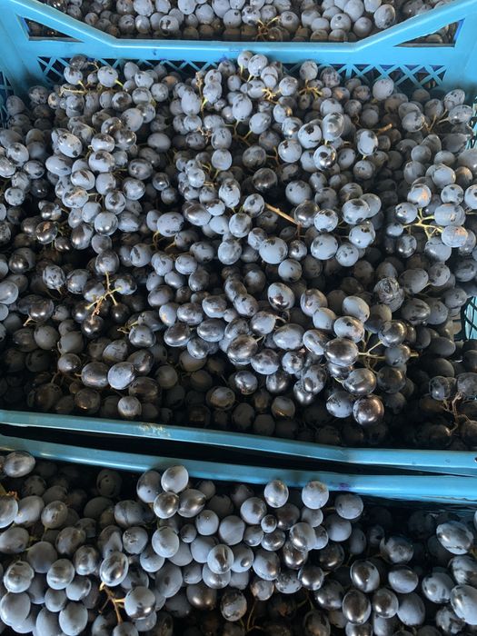 Продам виноград.