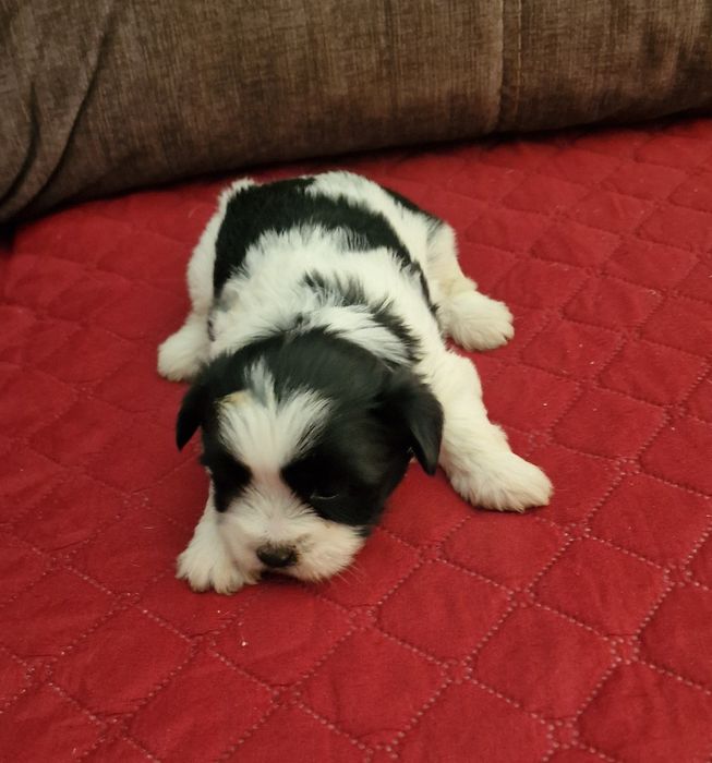 Femea Shih-Tzu LOP e Afixo