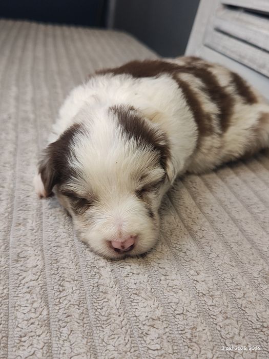 Border collie suczka red merle
