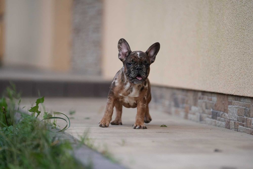 Buldog Francuski Piesek