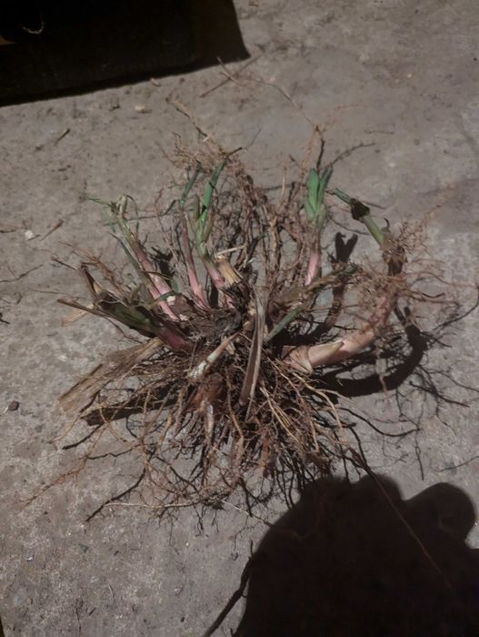 Największe Sadzonki Miskanta Olbrzymi Rhizomy Rizomy