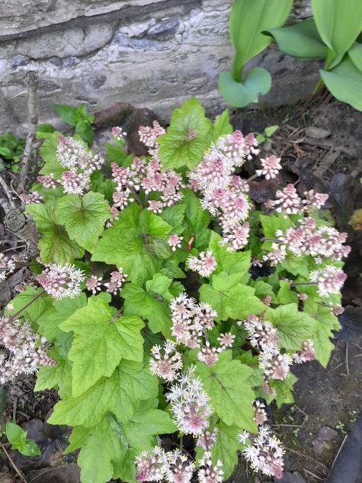 Гейхери со своего сада