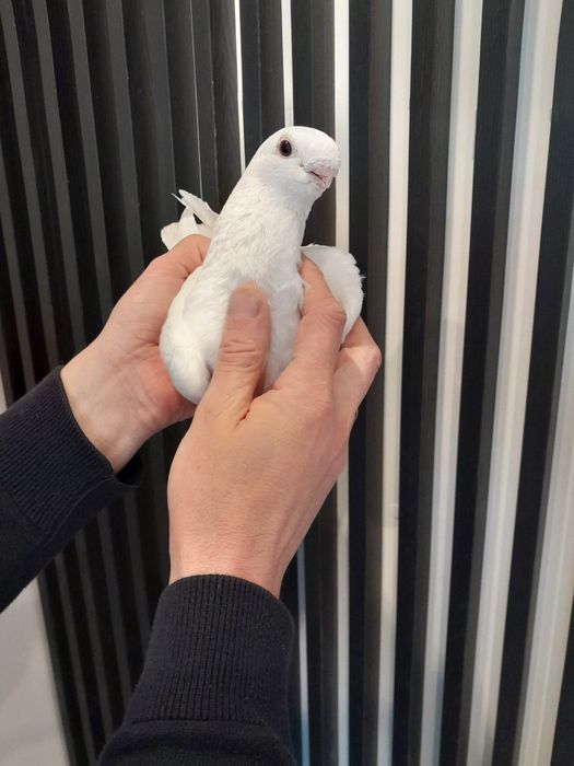 Orliki Belgijski Antwerpski