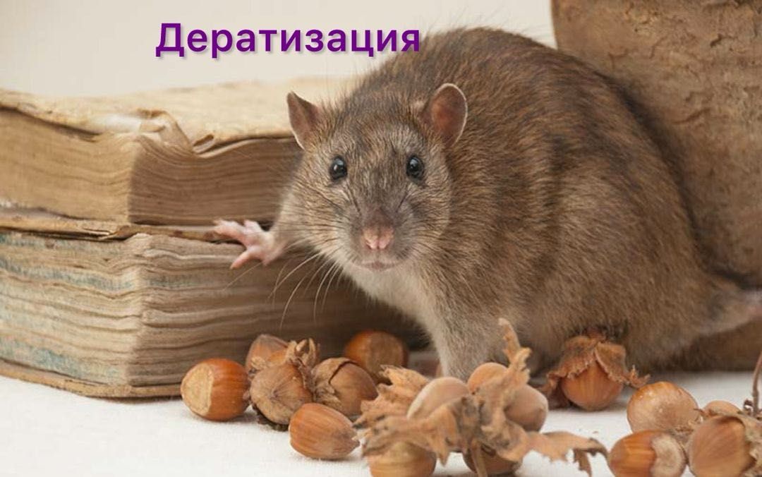Дератизация! Уничтожение грызунов! 100% результат!