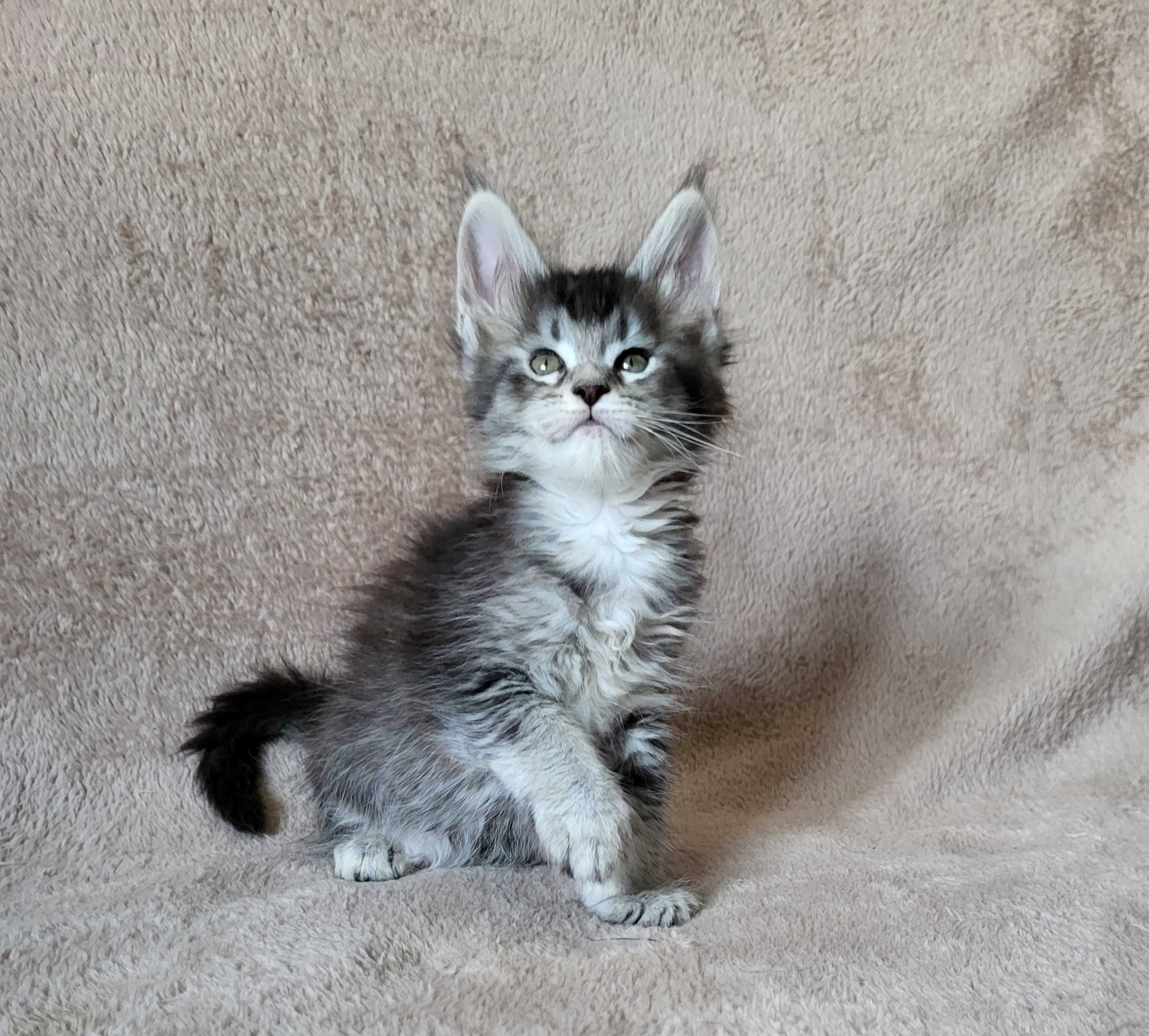 Dziewczynka maine coon z rodowodem FPL