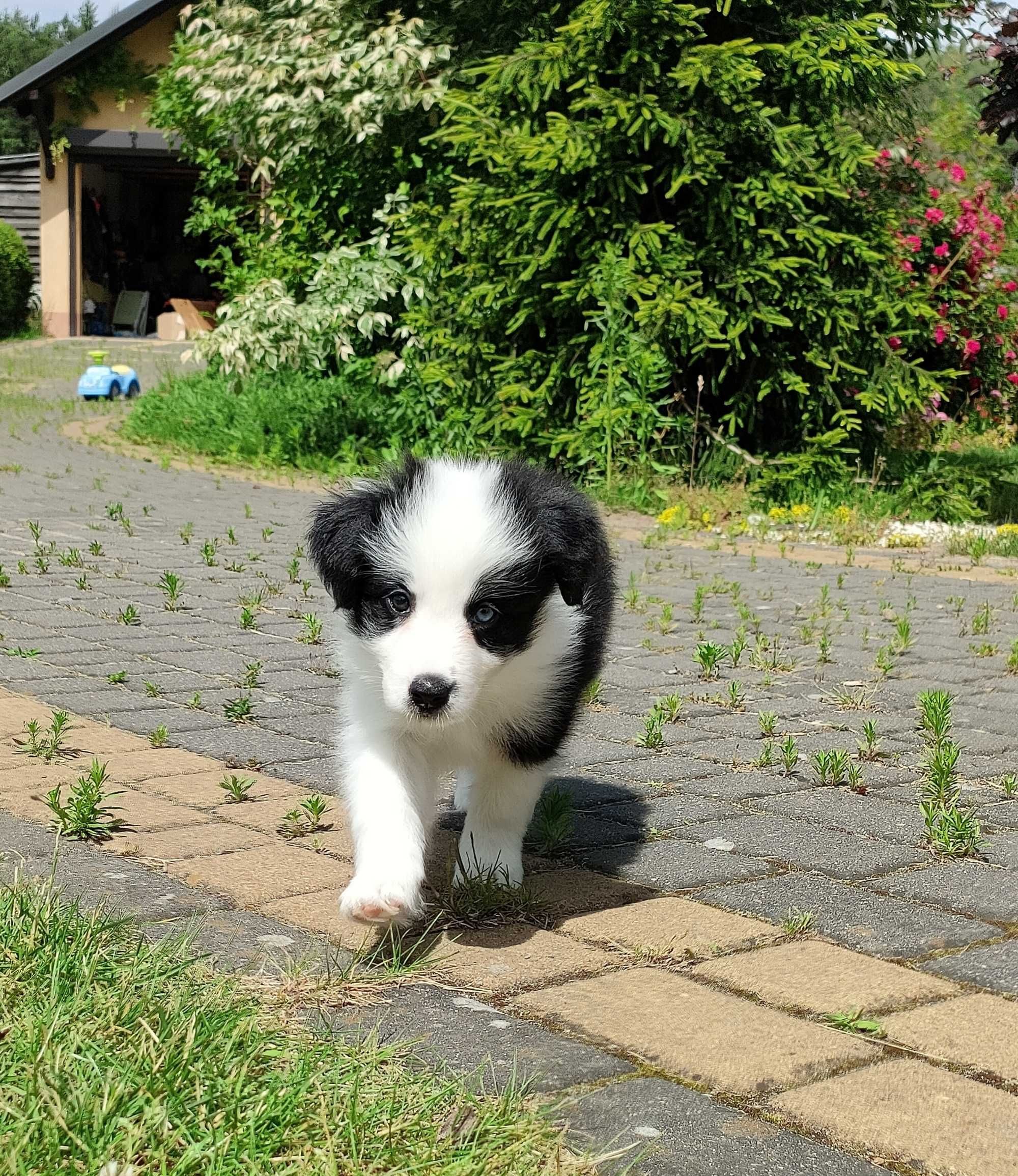 Border Collie -suczka ZKwP/FCI