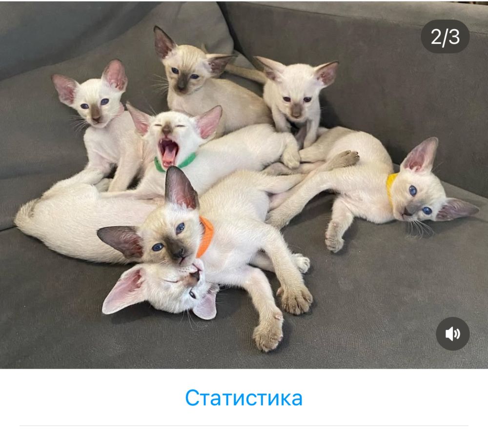 Ориентальные котята доступны к брони