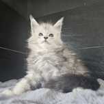 Kocurek Maine coon rodowód fpl FIFe